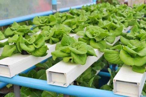 Growing hydroponic vegetables Stock Photos