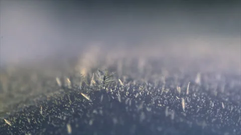 Growing ice crystals Stock Footage 191181267