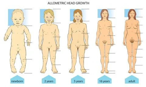 Growing up Stock Illustration