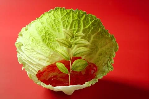 Growing inside a cabbage leaf Stock Photos
