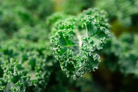 Growing kale cabbage close up Stock Photos