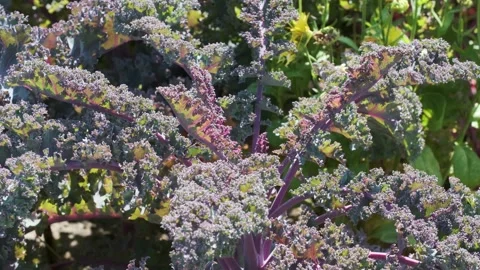Growing kale in a garden during the summer months in a backyard Stock Footage 340829231