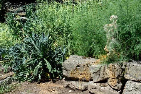 Growing kale Stock Photos