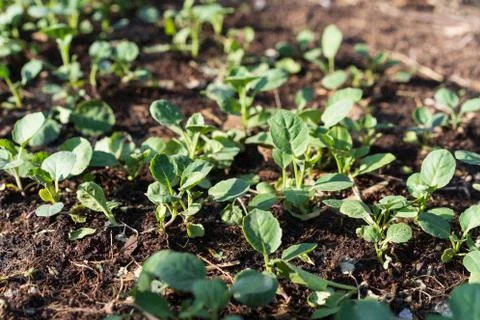 Growing kale Stock Photos