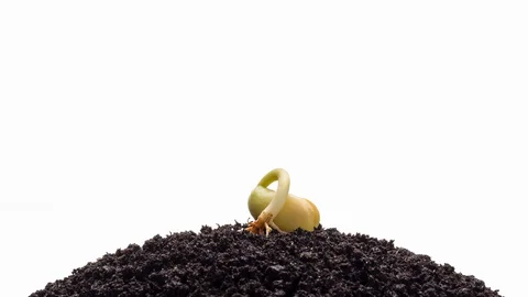 Growing kidney bean isolated on a white background time-lapse Stock Footage 129033931
