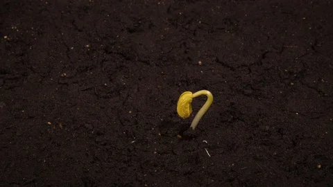 Growing kidney bean time-lapse with roots in the ground Stock Footage 128714386
