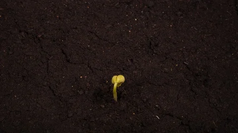Growing kidney bean time-lapse with roots in the ground Stock Footage 128714435