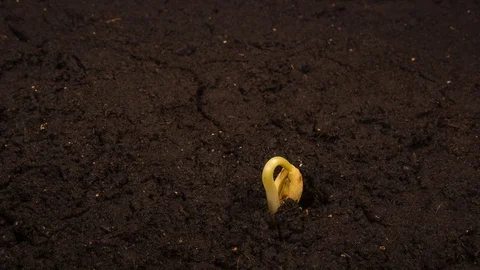 Growing kidney bean time-lapse with roots in the ground Stock Footage 128729906