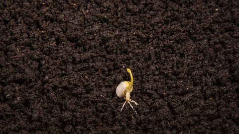 Growing kidney bean time-lapse with seed half in the ground Stock Footage 128729930