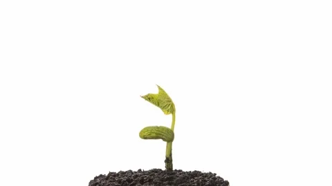 Growing kidney bean time-lapse - on the ground Stock Footage 138774474