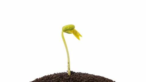 Growing kidney bean time-lapse - on the ground Stock Footage 138774486