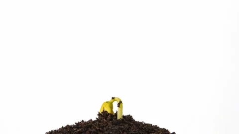 Growing kidney bean time-lapse - in the ground Stock Footage 138774489