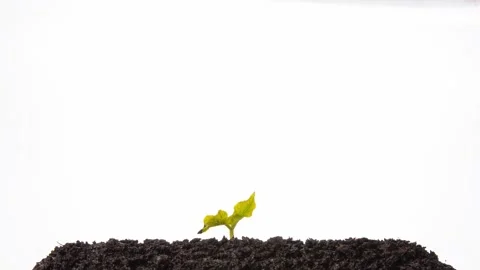 Growing kidney bean time-lapse - in the ground Stock Footage 138774503