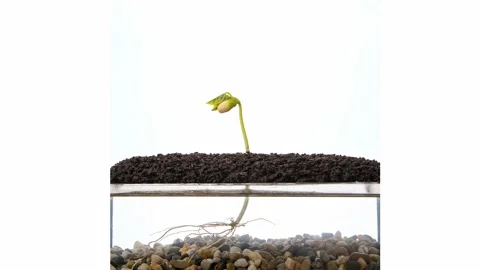 Growing kidney bean time-lapse - visible root Stock Footage 138774514