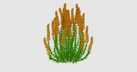Growing Lavandula Flowers-Front 動画素材 172411275