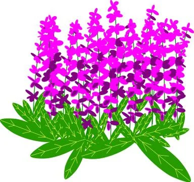 Growing lavender 库存插图