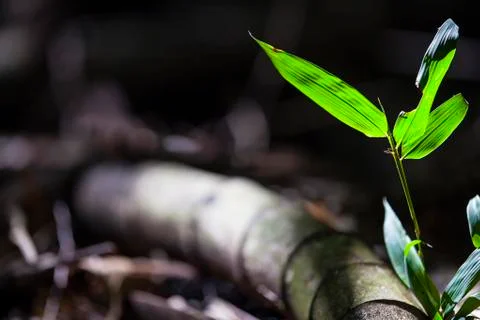 Growing Leaf Bamboo frame in forest or texture background with nice light Stock Photos