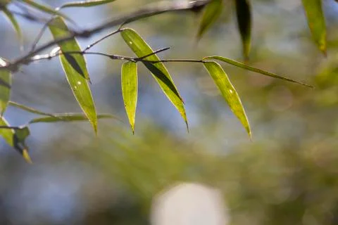 Growing Leaf Bamboo frame in forest or texture background with nice light Stock Photos