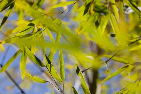 Growing Leaf Bamboo frame in forest or texture background with nice light Stock Photos