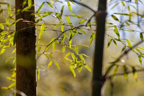 Growing Leaf Bamboo frame in forest or texture background with nice light Stock Photos