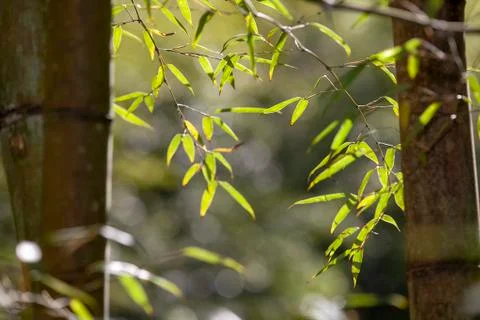 Growing Leaf Bamboo frame in forest or texture background with nice light Stock Photos