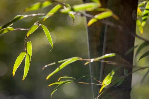 Growing Leaf Bamboo frame in forest or texture background with nice light Stock Photos