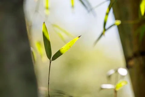 Growing Leaf Bamboo frame in forest or texture background with nice light Stock Photos