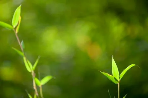 Growing Leaf Bamboo frame in forest or texture background with nice light Stock Photos