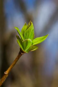 Growing leaf Stock Photos