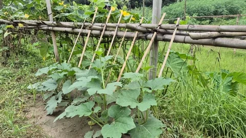 Growing Leafy Vegetable Crops On Bamboo Trellis Support Structure In Farm Field Stock Footage 341782395