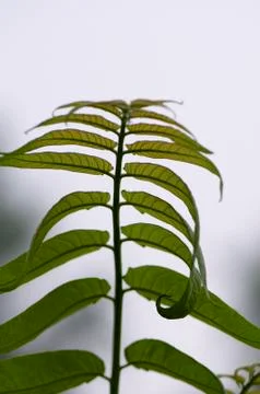 Growing leaves, Stock Photos