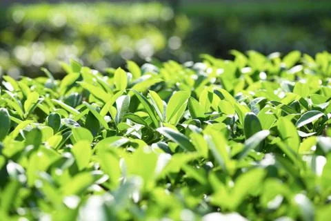 Growing leaves Stock Photos
