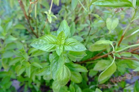 Growing lemon basil in a rustic vegetable garden. Close-up of basil twigs and Stock Photos
