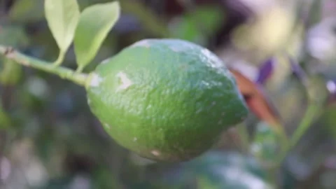Growing lemon Stock Footage