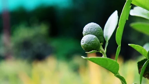 Growing Lemon Tree with Branch and Lemon Vídeo Stock 107248795
