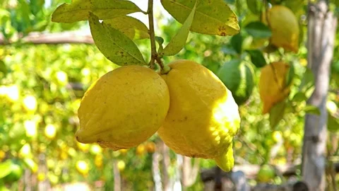 Growing lemons in the garden. Stock Footage 305771898