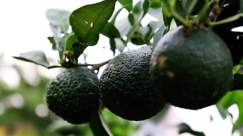 Growing Lemons in the Lemon Tree Vídeo Stock 107248023