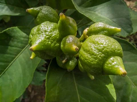 Growing lemons Stock Photos