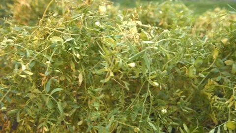 Growing lentils. Video stock 80950104