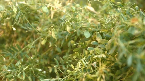 Growing lentils. Stockbeeldmateriaal 80950614