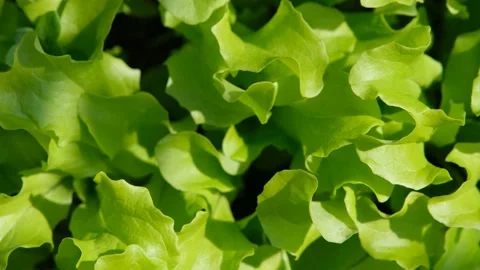 Growing lettuce leaves close-up. Young juicy lettuce in the garden close-up. Eco Stock Footage 192536150