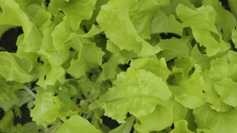 Growing lettuce leaves close-up. Young juicy lettuce in the garden close-up Video stock 195535296