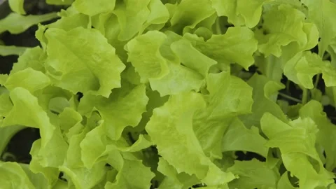 Growing lettuce leaves close-up. Young juicy lettuce in the garden close-up Stock Footage 197178342