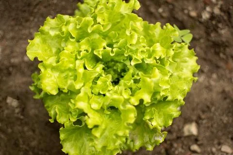 A Growing Lettuce Stock Photos