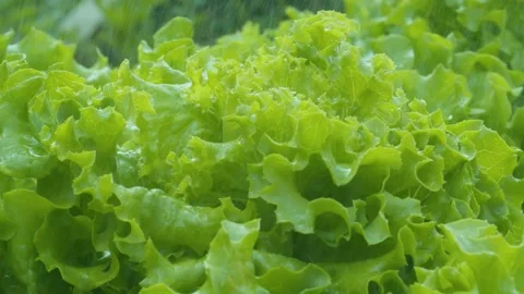 Growing lettuce in the rain Stock Footage 135329499