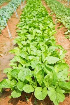 Growing lettuce in rows Fotos Stock
