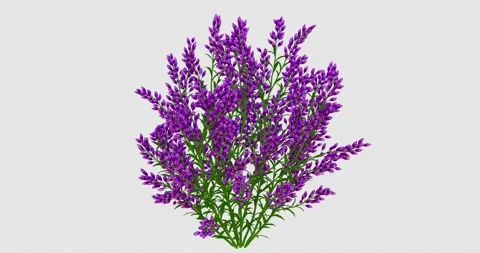 Growing Levander Flowers-Front Stock Footage 172456702