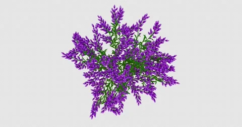 Growing Levander Flowers-Top Stock Footage 172455374