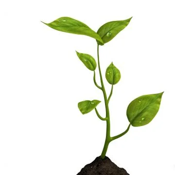 Growing life Stock Illustration