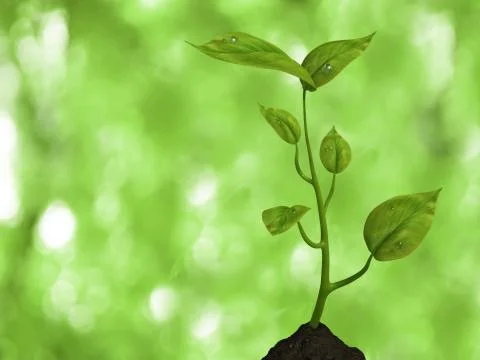 Growing life Stock Illustration